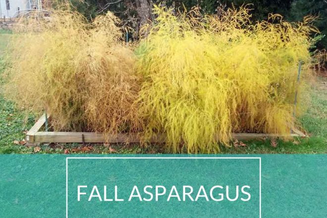 Fall Asparagus Patch - Horseradish&Honey.com