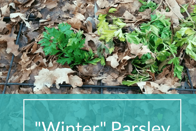 Horseradish and Honey: Winter Parsley