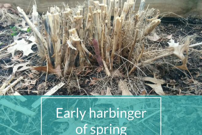 Horseradish & Honey | Early Harbinger of Spring