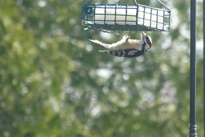 Downy Woodpecker on Suet Feeder | Horseradish & Honey