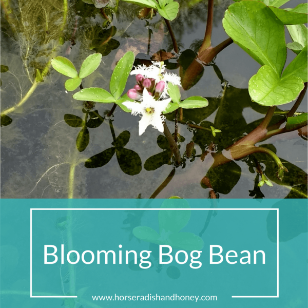 Blooming Bog Bean | Horseradish & Honey