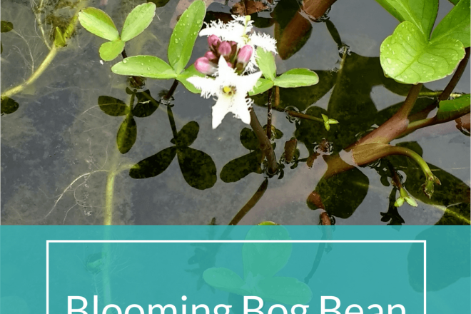 Blooming Bog Bean | Horseradish & Honey