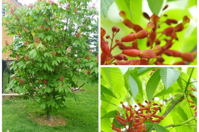 Pictures of a Dwarf Red Buckeye Tree in Bloom