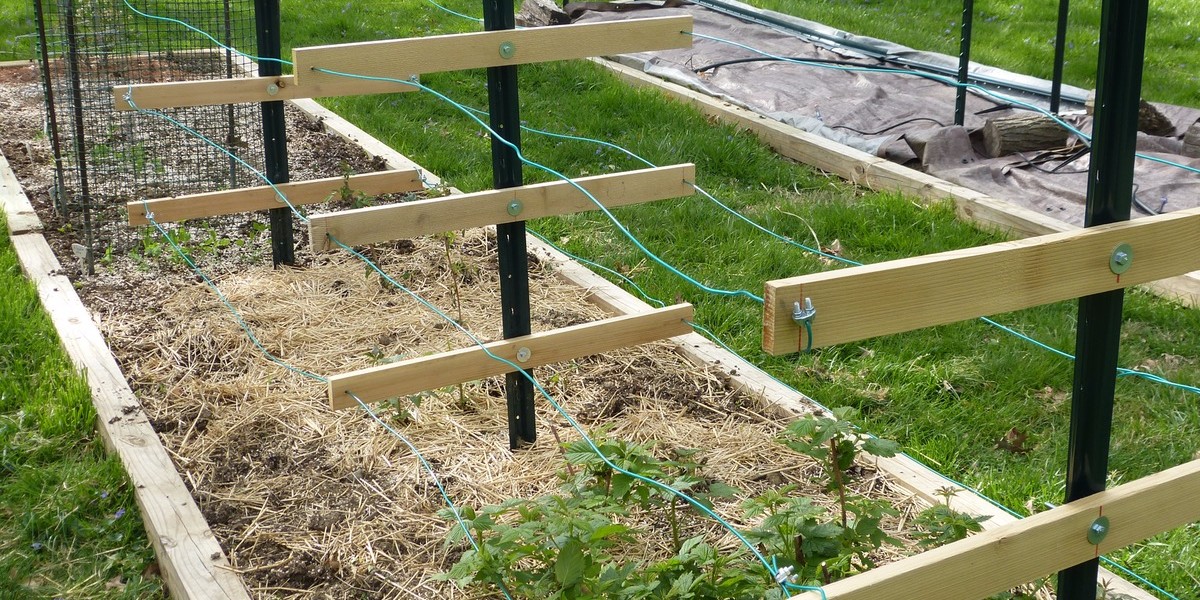 How To Re Build A Raspberry Trellis