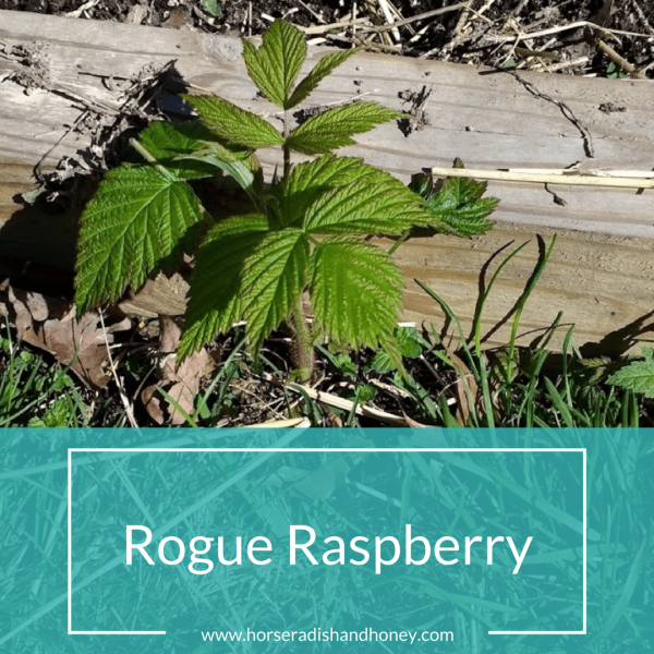 Rogue Raspberry | Horseradish & Honey