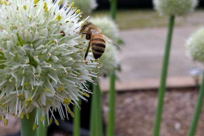 Bee on an Egyptian Walking Onion flower. Picture taken in Cincinnati, Ohio for Horseradish & Honey blog.