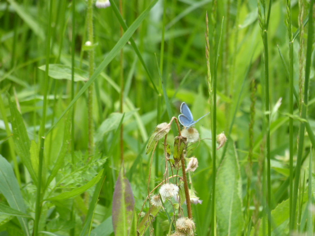 Karner blue butterfly. Photo taken at Hope Springs Institute i Ohio.