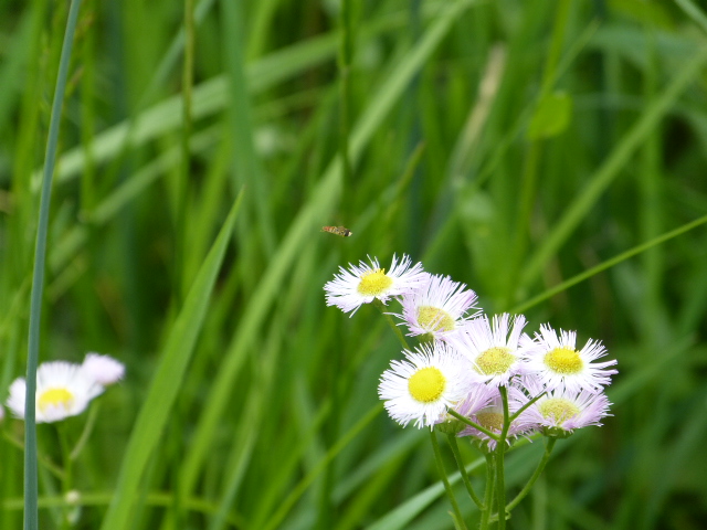 Picture of Fleabane in a field. Taken at Hope Springs Institute in Ohio.