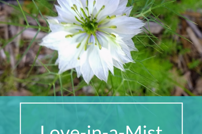 Picture of Love-in-a-Mist flower bloom. From Horseradish & Honey blog.