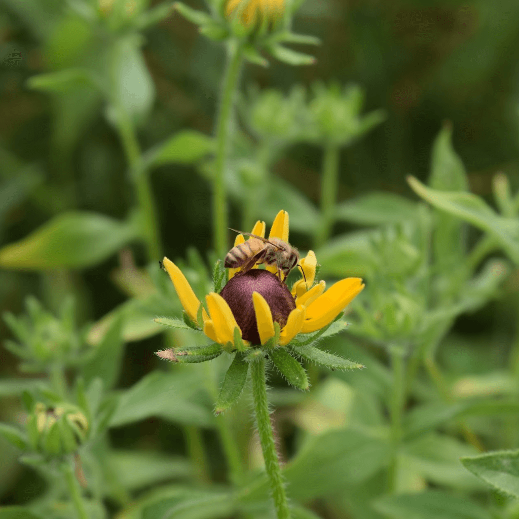 Bee on a Black-Eyed Susan Flower | Horseradish & Honey