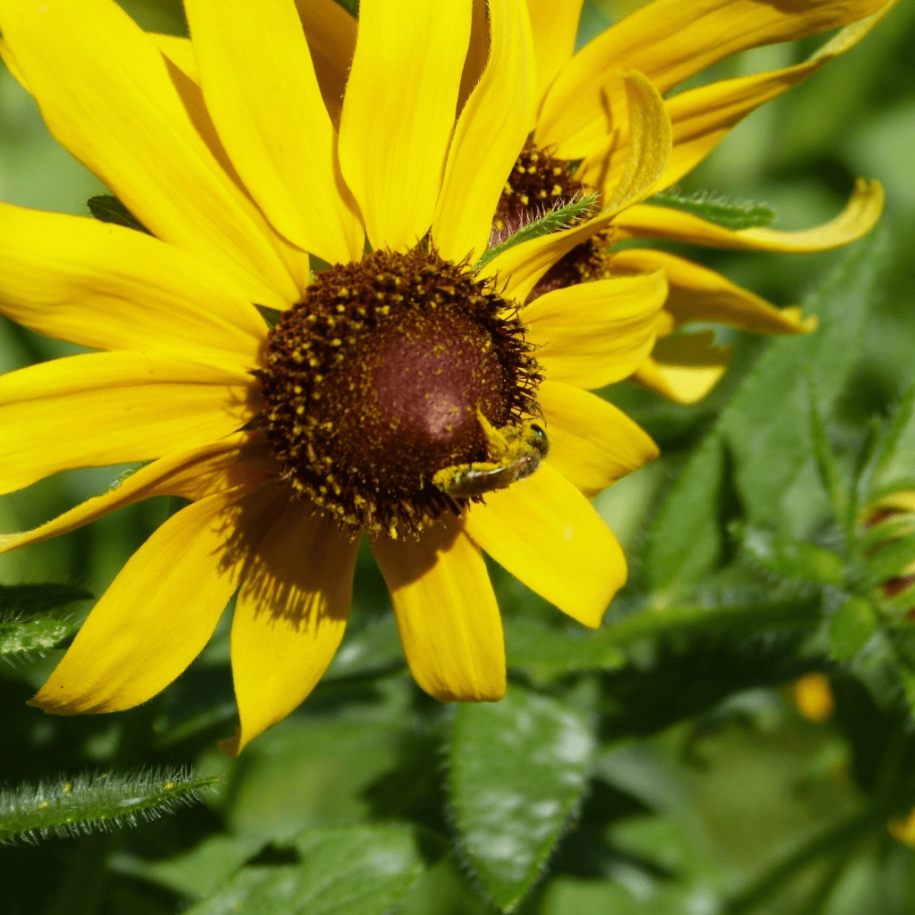 Bee on a False Sunflower Flower | Horseradish & Honey