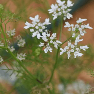 Bee on a Parsley Flower | Horseradish & Honey