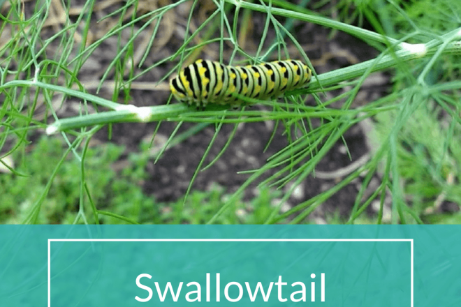 Swallowtail Caterpillar on Dill Plant | Horseradish & Honey