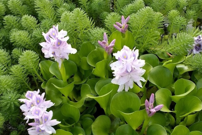 Water Hyacinth blooming in our koi pond