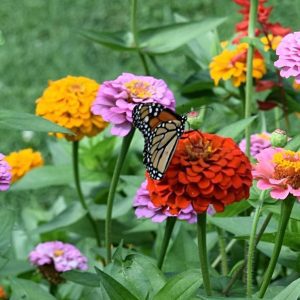 Monarch Butterfly on Zinnia | Horseradish & Honey
