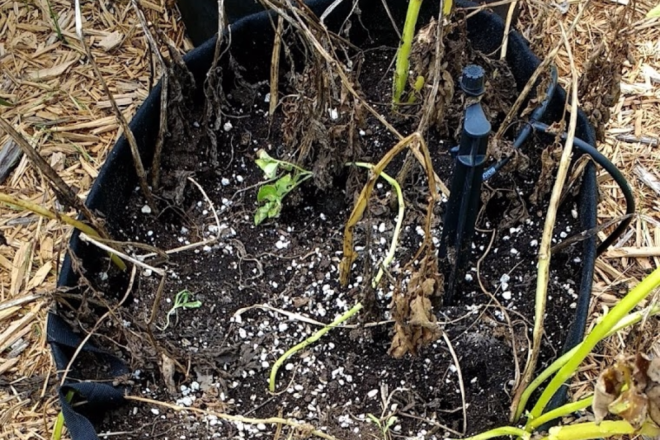 Fingerling Potato Plants Before Harvest | Horseradish & Honey