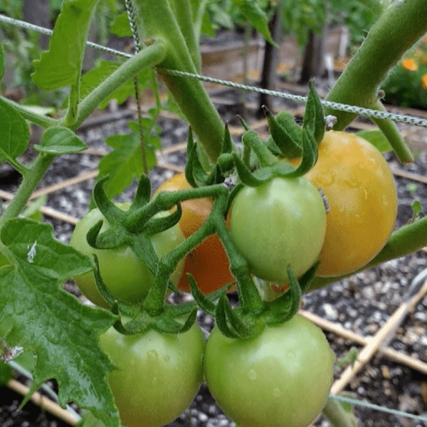 First Blush of Ripening Tomatoes | Horseradish & Honey