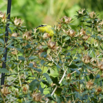 Goldfinch Eating Safflower | Horseradish & Honey