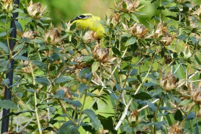 Goldfinch Eating Safflower | Horseradish & Honey