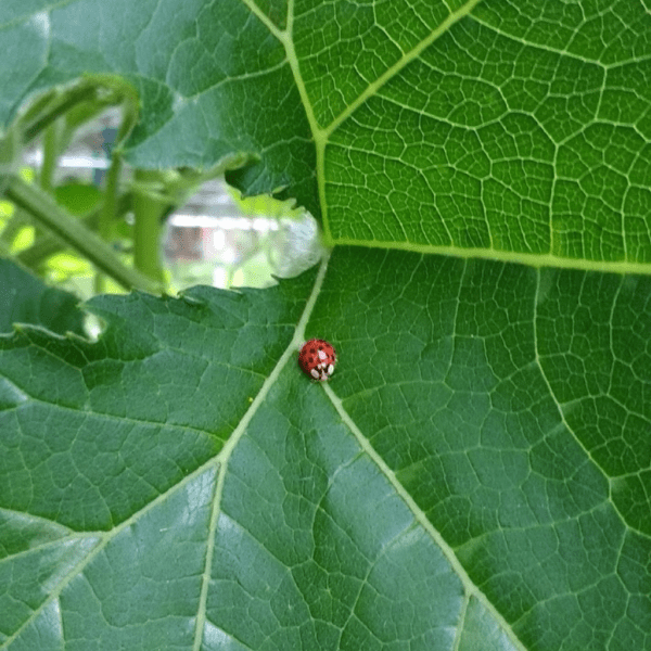 Ladybug Hiding Under Squash Leave | Horseradish & Honey