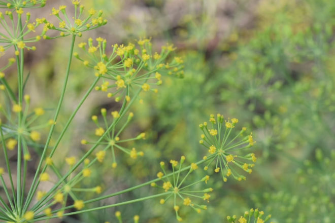 Blooming Dill | Horseradish & Honey