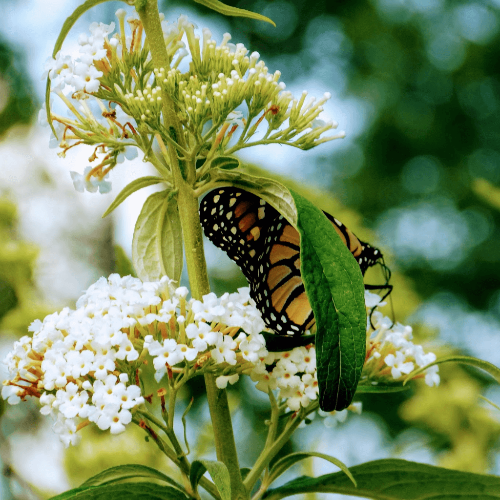 Monarch Butterfly Behind a Leaf | Horseradish & Honey