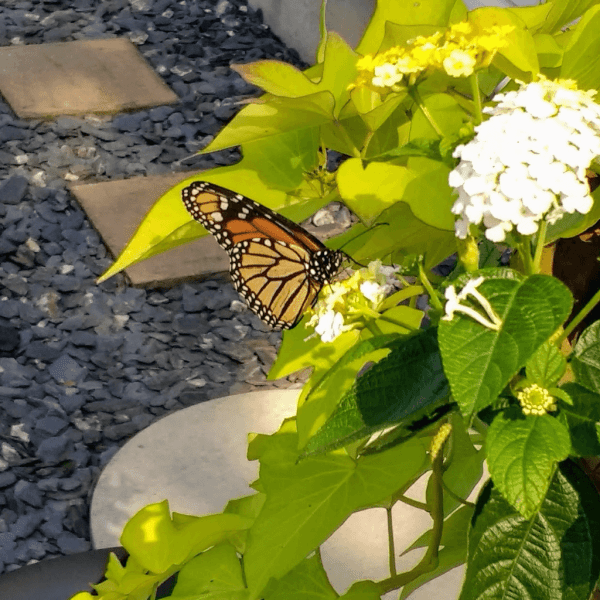 Monarch Butterfly on Lantana Flower | Horseradish & Honey