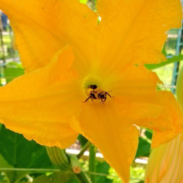 Pollen-Covered Bee | Horseradish & Honey