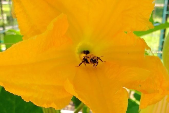 Pollen-Covered Bee | Horseradish & Honey