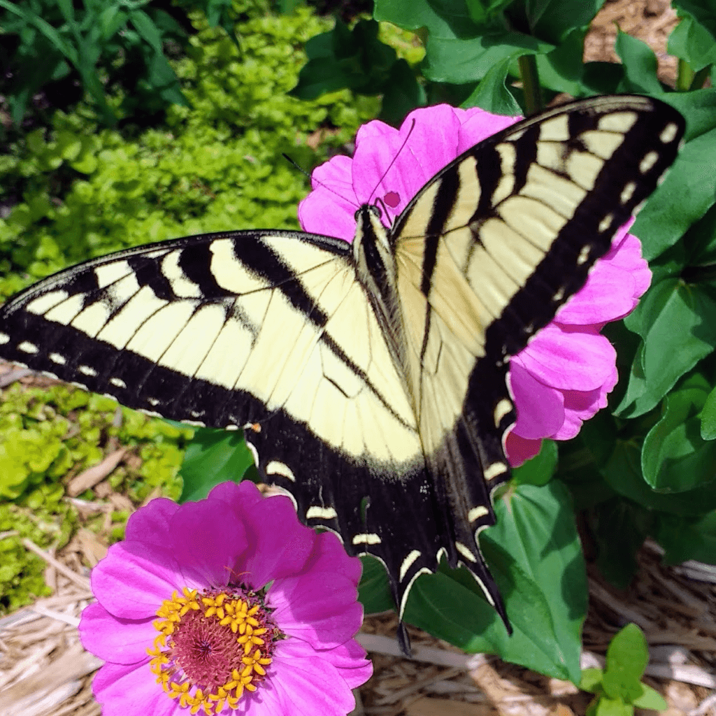 Zebra Swallowtail on Zinnia | Horseradish & Honey