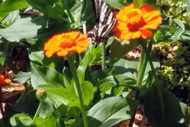 Zebra Swallowtail on Zinnia | Horseradish & Honey