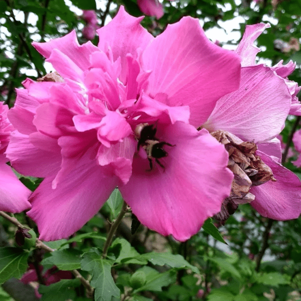 Bee on Rose of Sharon Bloom | Horseradish & Honey