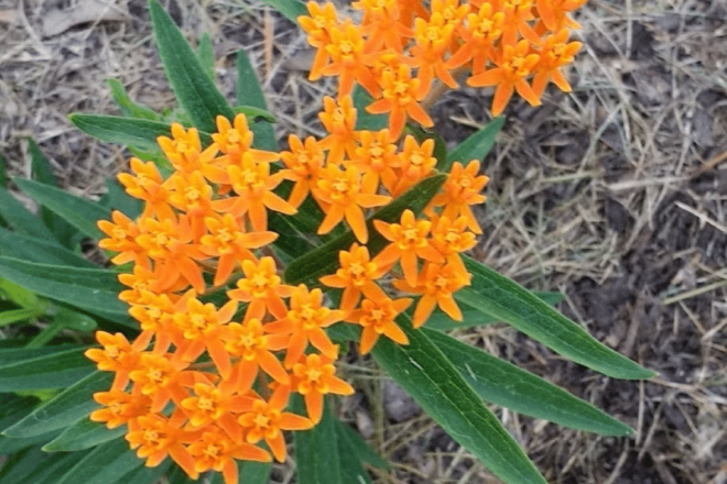 Blooming Butterflyweed | Horseradish & Honey