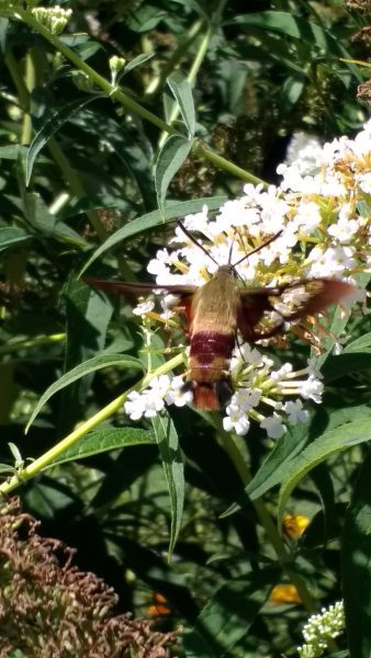 Hummingbird Moth | Horseradish & Honey