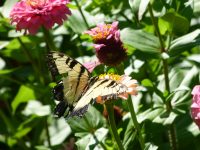 Tiger Swallowtail | Horseradish & Honey