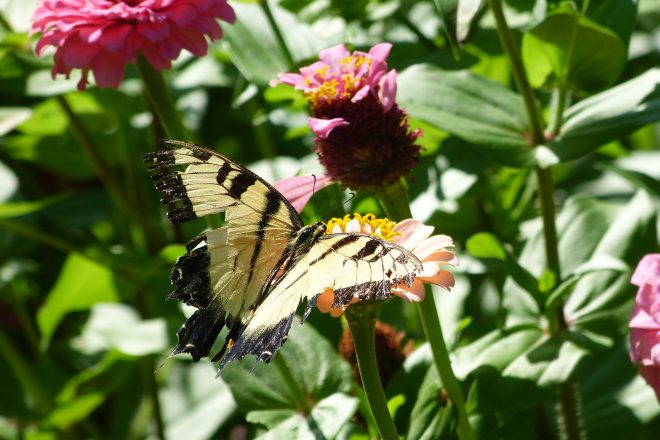 Tiger Swallowtail | Horseradish & Honey