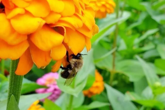 Bee Hanging Out on a Zinnia | Horseradish & Honey