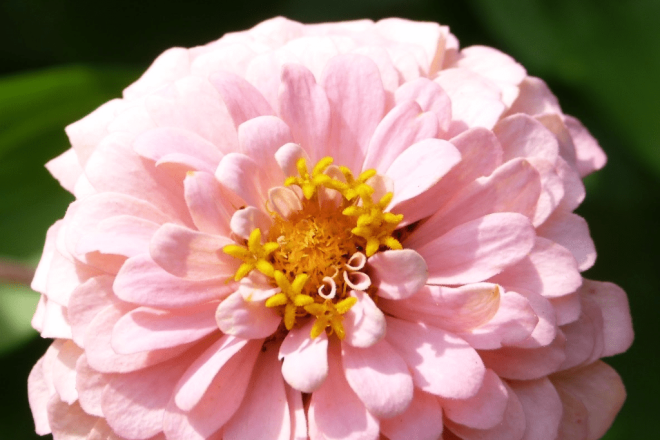 Zinnia Close Up | Horseradish & Honey