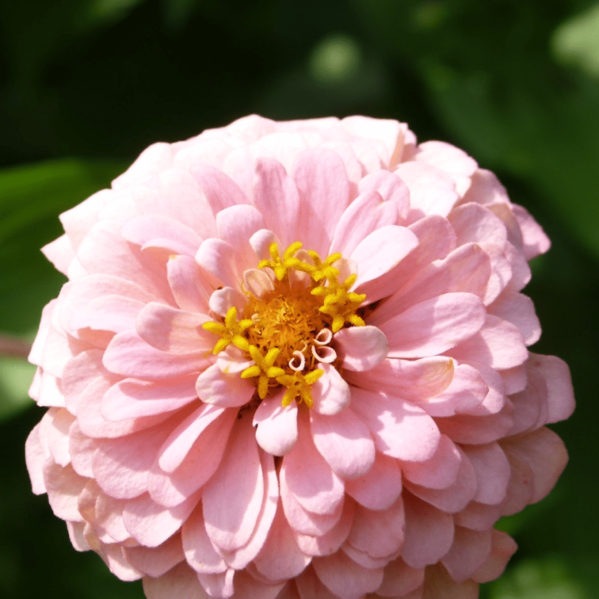 Zinnia Close Up | Horseradish & Honey