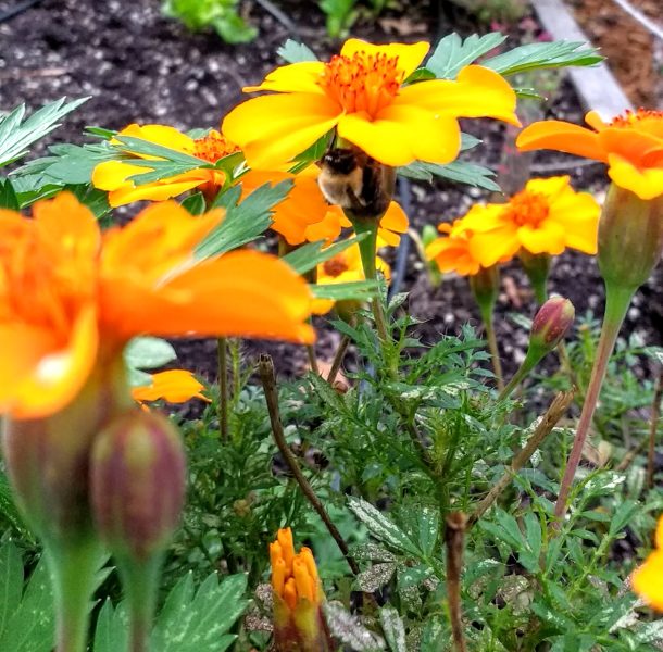 Bee-Under-Marigold-Flower-Horseradish-And-Honey