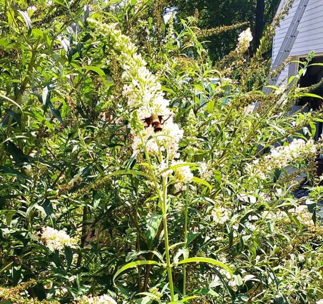 Hummingbird Clearwing Moth on Butterfly Bush | Horseradish & Honey