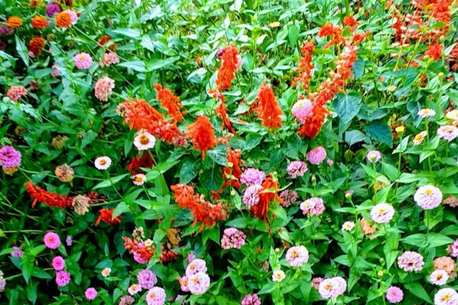 Zinnias and Salvia | Horseradish & Honey