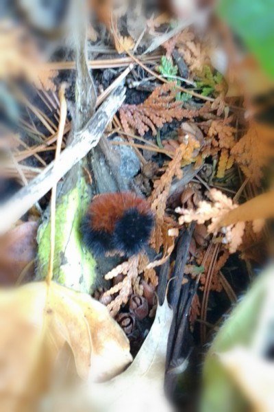 Wooly bear caterpillar in the leaves