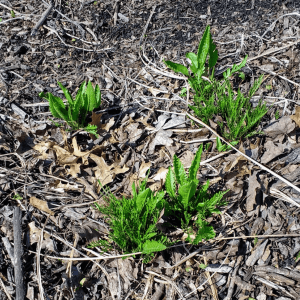 Bright green horseradish leaves | Horseradish & Honey blog