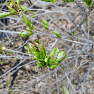 Lilac leafing out | Horseradish & Honey blog