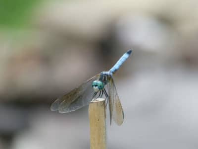 Dasher dragonfly perched on a stake in the garden