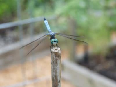 Dasher dragonfly perched on a stake in the garden