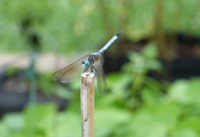 Dasher dragonfly perched on a stake in the garden