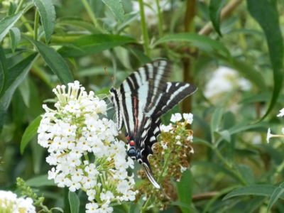 Zebra Swallowtail on Butterfly Bush