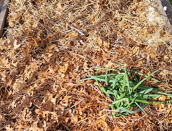 Raised bed ready for winter | Horseradish & Honey Blog